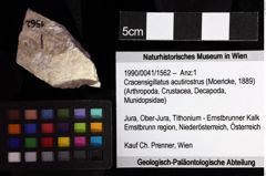 Foto (Objket + Etiketten) von Cyclothyreus sp. 